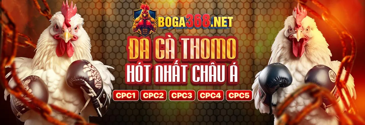 Bình luận viên gà Thomo chuyên nghiệp trên nền tảng cá cược thể thao hàng đầu