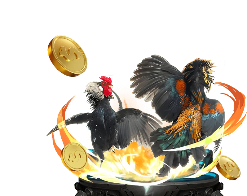 Hình ảnh gà Peru